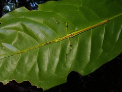 Anarchodes annulipes