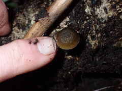 Simocybe phlebophora