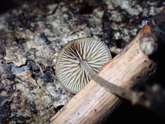 Simocybe phlebophora