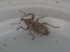 Inophloeus sternalis