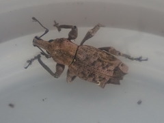 Inophloeus sternalis