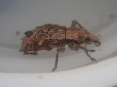 Inophloeus sternalis