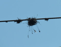 Tillandsia recurvata