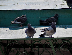 Columba livia domestica