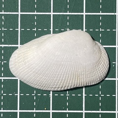 Barbatia foliata