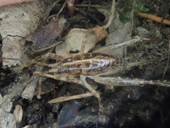 Talitropsis