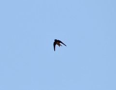 Hirundo rustica