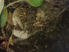 Talitropsis