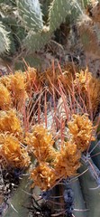 Ferocactus emoryi rectispinus