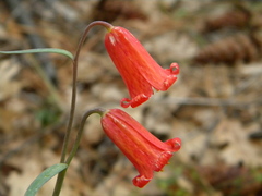 Fritillaria recurva