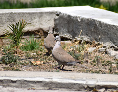 Streptopelia decaocto