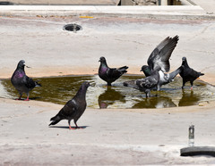 Columba livia domestica