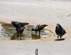 Columba livia domestica