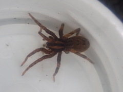 Gradungula sorenseni