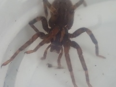 Gradungula sorenseni