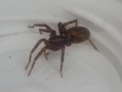 Gradungula sorenseni