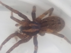 Gradungula sorenseni