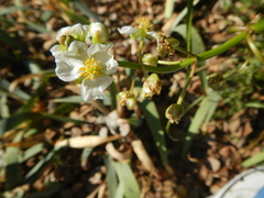 Sagittaria sanfordii