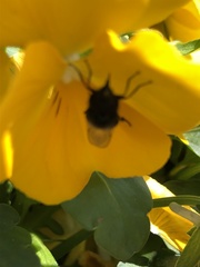 Copestylum comstocki