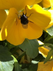 Copestylum comstocki