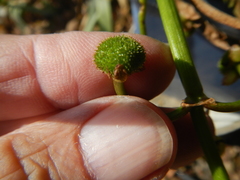 Sagittaria sanfordii