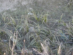 Sagittaria sanfordii