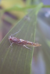 Pyroderces apparitella