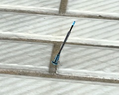 Pseudagrion microcephalum