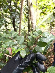 Myrcia citrifolia