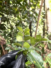 Myrcia citrifolia
