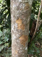 Myrcia citrifolia