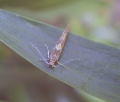 Pyroderces apparitella