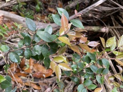 Myrcia citrifolia