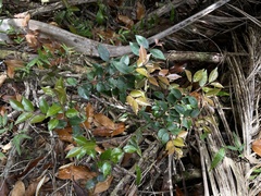Myrcia citrifolia