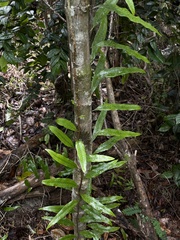 Microgramma lycopodioides