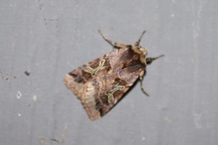 Cerastis enigmatica