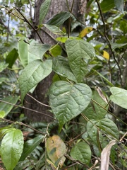 Neorudolphia volubilis