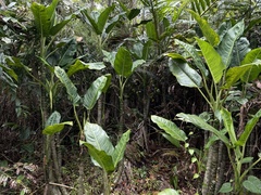 Dieffenbachia seguine