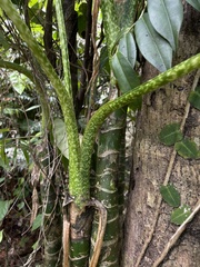 Dieffenbachia seguine