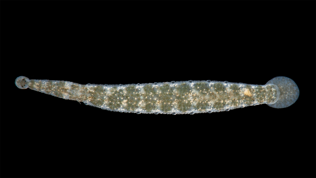 Gonimosobdella vivida
