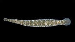 Image of Cystobranchus vividus