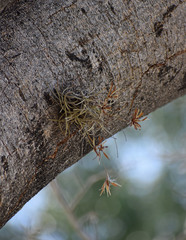 Tillandsia recurvata