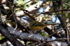 Vireo cassinii lucasanus