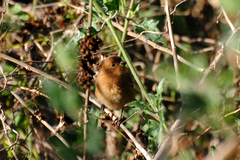 Passerina versicolor