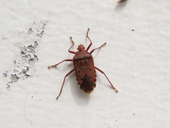 Urochela quadrinotata