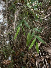 Olyra latifolia