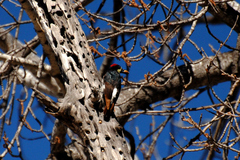 Melanerpes formicivorus angustifrons