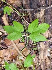 Humulus lupulus