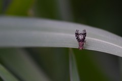 Homoneura trypetoptera