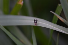 Homoneura trypetoptera